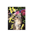 アン女王の華麗な日々（個別スタンプ：31）
