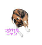 新井家のねこ（個別スタンプ：1）