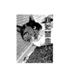 新井家のねこ（個別スタンプ：4）