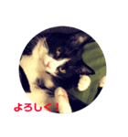 新井家のねこ（個別スタンプ：8）