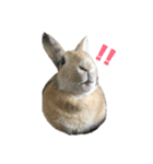 ぶちごま（個別スタンプ：4）