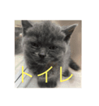 猫8匹ちゃん（個別スタンプ：2）