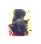 猫8匹ちゃん（個別スタンプ：3）