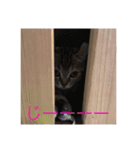 猫8匹ちゃん（個別スタンプ：5）