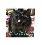 猫8匹ちゃん（個別スタンプ：7）