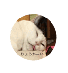 猫8匹ちゃん（個別スタンプ：8）