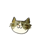 先輩んちのセレブネコ（個別スタンプ：3）