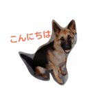シェパードⅡU^q^U（個別スタンプ：4）