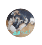 シェパードⅡU^q^U（個別スタンプ：6）