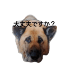 シェパードⅡU^q^U（個別スタンプ：19）