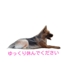 シェパードⅡU^q^U（個別スタンプ：20）