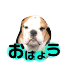 BULLDOG PUPPY US（個別スタンプ：1）