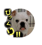 BULLDOG PUPPY US（個別スタンプ：34）