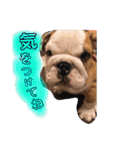 BULLDOG PUPPY US（個別スタンプ：39）