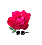 yasuおばさんの薔薇の気持ち3（個別スタンプ：18）