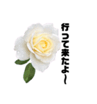 yasuおばさんの薔薇の気持ち3（個別スタンプ：32）