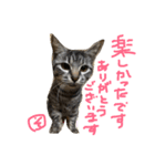 ひな そら さん 2（個別スタンプ：3）