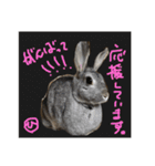 ひな そら さん 2（個別スタンプ：10）