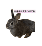 ひな そら さん 2（個別スタンプ：36）