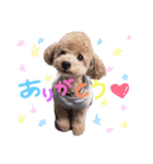 coco.seira.taro（個別スタンプ：1）