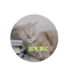 ミヌエット2（個別スタンプ：1）