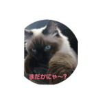 寂しがりのニャンコ by ノア（個別スタンプ：2）