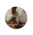 寂しがりのニャンコ by ノア（個別スタンプ：3）