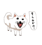 おいせまいりわんころう（個別スタンプ：13）