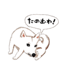 おいせまいりわんころう（個別スタンプ：16）
