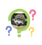 ハリネズミ Ruu 日常スタンプ（個別スタンプ：1）
