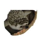 ハリネズミ Ruu 日常スタンプ（個別スタンプ：2）