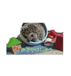 ハリネズミ Ruu 日常スタンプ（個別スタンプ：4）