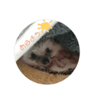 ハリネズミ Ruu 日常スタンプ（個別スタンプ：8）