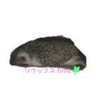 ハリネズミ Ruu 日常スタンプ（個別スタンプ：9）