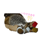 ハリネズミ Ruu 日常スタンプ（個別スタンプ：10）