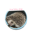 ハリネズミ Ruu 日常スタンプ（個別スタンプ：11）