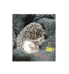 ハリネズミ Ruu 日常スタンプ（個別スタンプ：12）
