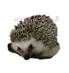 ハリネズミ Ruu 日常スタンプ（個別スタンプ：13）