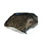 ハリネズミ Ruu 日常スタンプ（個別スタンプ：15）