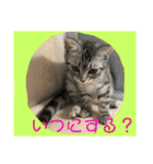 つかえるスタンプ是非どうぞ ニャンズ編（個別スタンプ：3）