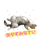つかえるスタンプ是非どうぞ ニャンズ編（個別スタンプ：5）