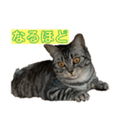 つかえるスタンプ是非どうぞ ニャンズ編（個別スタンプ：10）