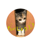 つかえるスタンプ是非どうぞ ニャンズ編（個別スタンプ：12）
