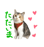 つかえるスタンプ是非どうぞ ニャンズ編（個別スタンプ：13）