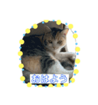 つかえるスタンプ是非どうぞ ニャンズ編（個別スタンプ：15）