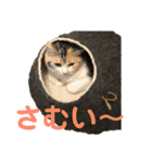 つかえるスタンプ是非どうぞ ニャンズ編（個別スタンプ：20）