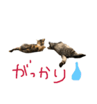 つかえるスタンプ是非どうぞ ニャンズ編（個別スタンプ：21）
