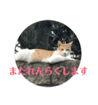 つかえるスタンプ是非どうぞ ニャンズ編（個別スタンプ：27）