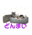 つかえるスタンプ是非どうぞ ニャンズ編（個別スタンプ：30）