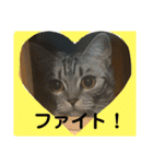 つかえるスタンプ是非どうぞ ニャンズ編（個別スタンプ：31）